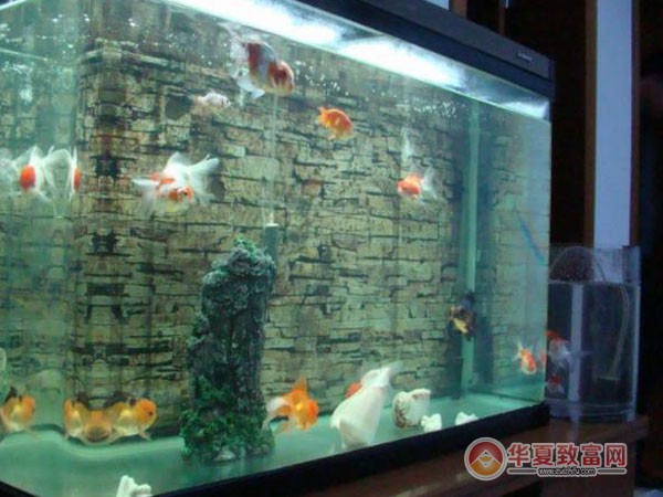 博宇水族加盟
